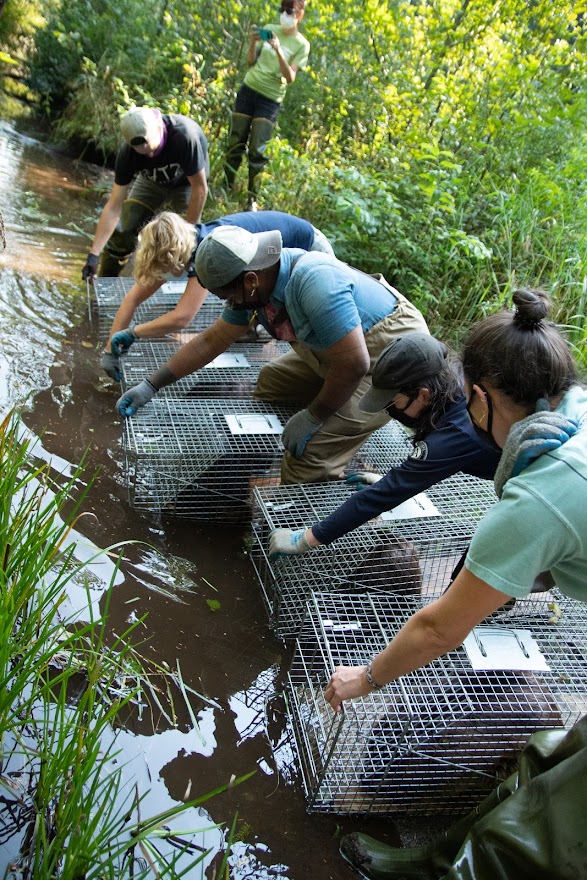 Researchers release beavers from cages into a stream of water