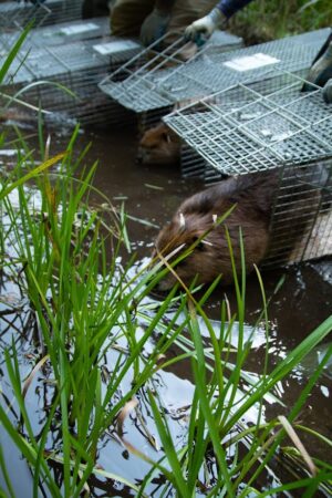 beavers released from cages step out into a stream of water with tall grasses growing out of it