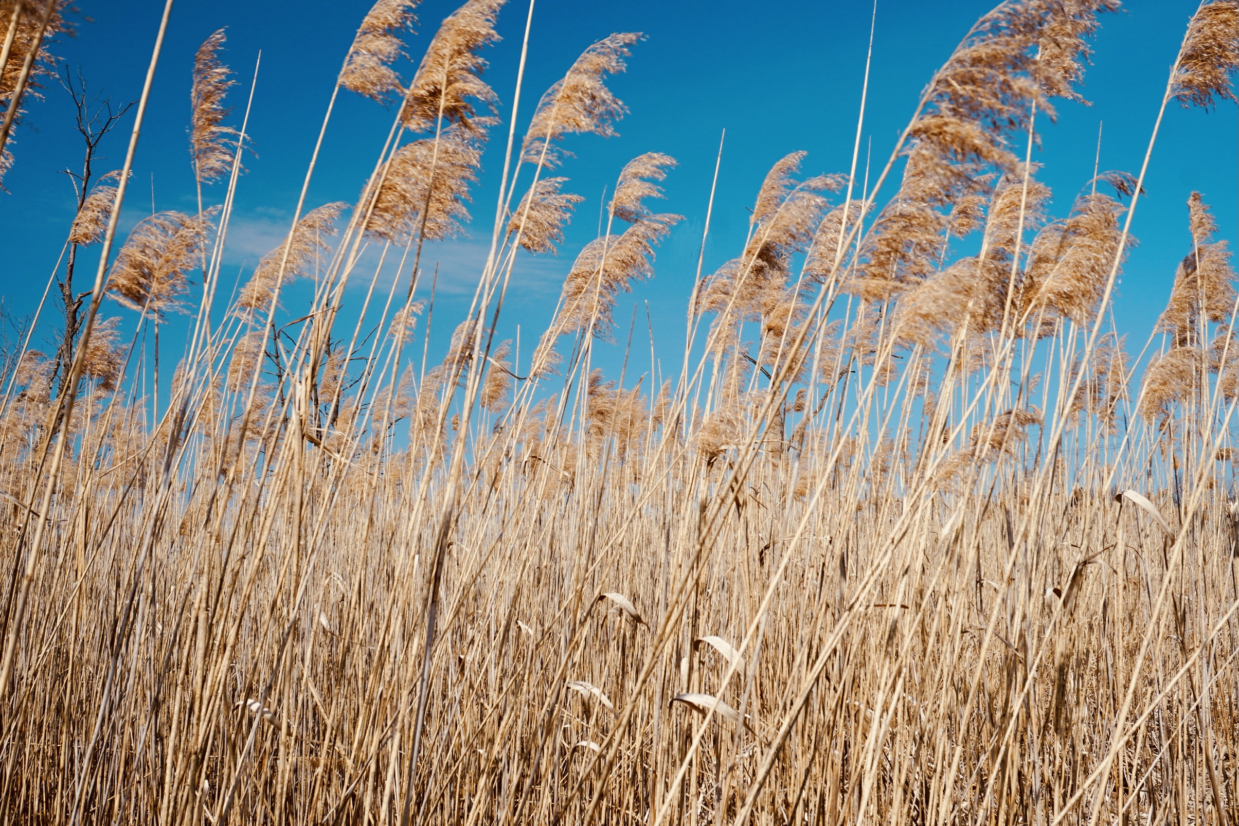 Common reads blow gently in the wind under a blue sky