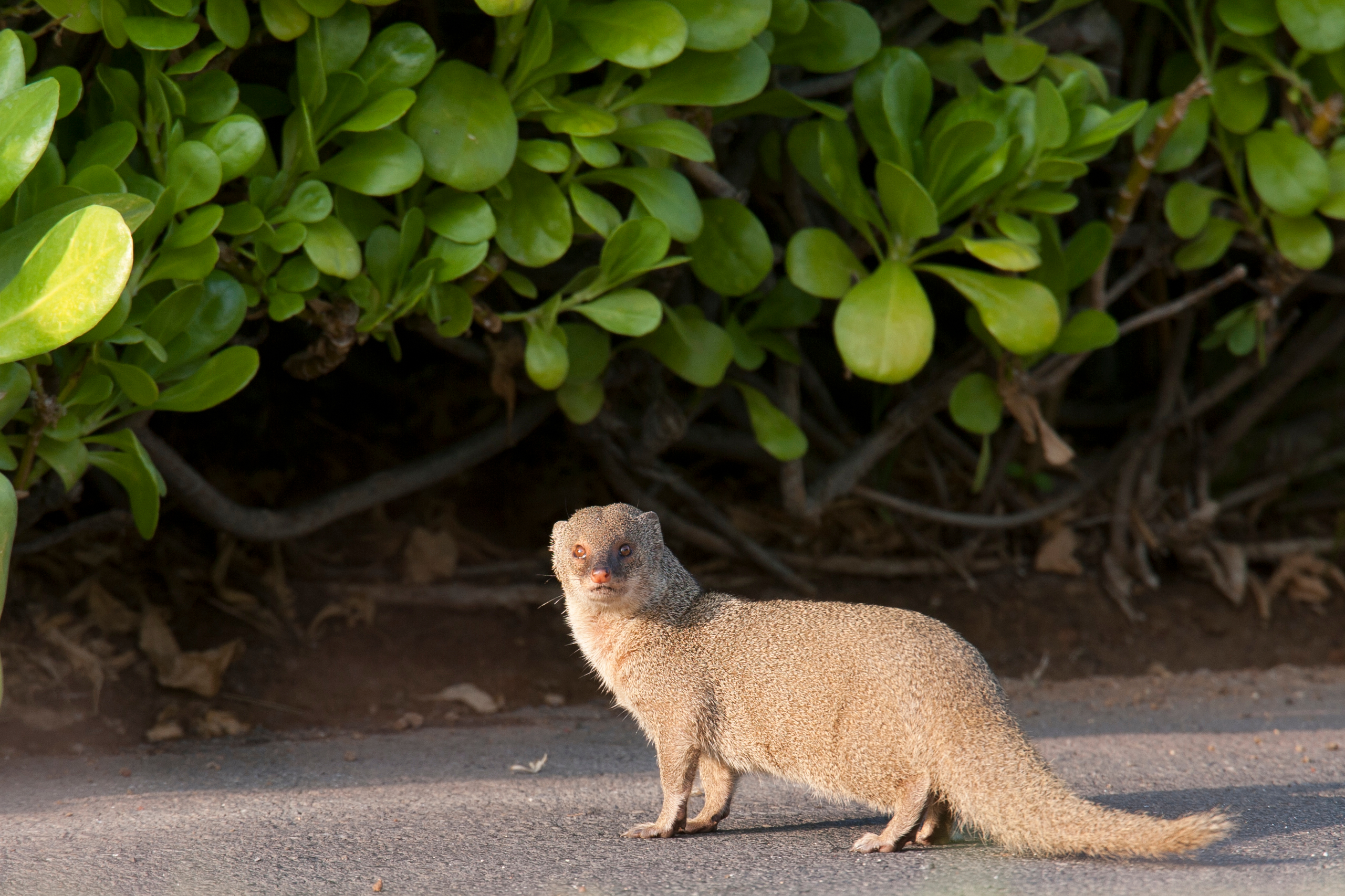 a small Indian mongoose stands on a sidewalk facing the camera