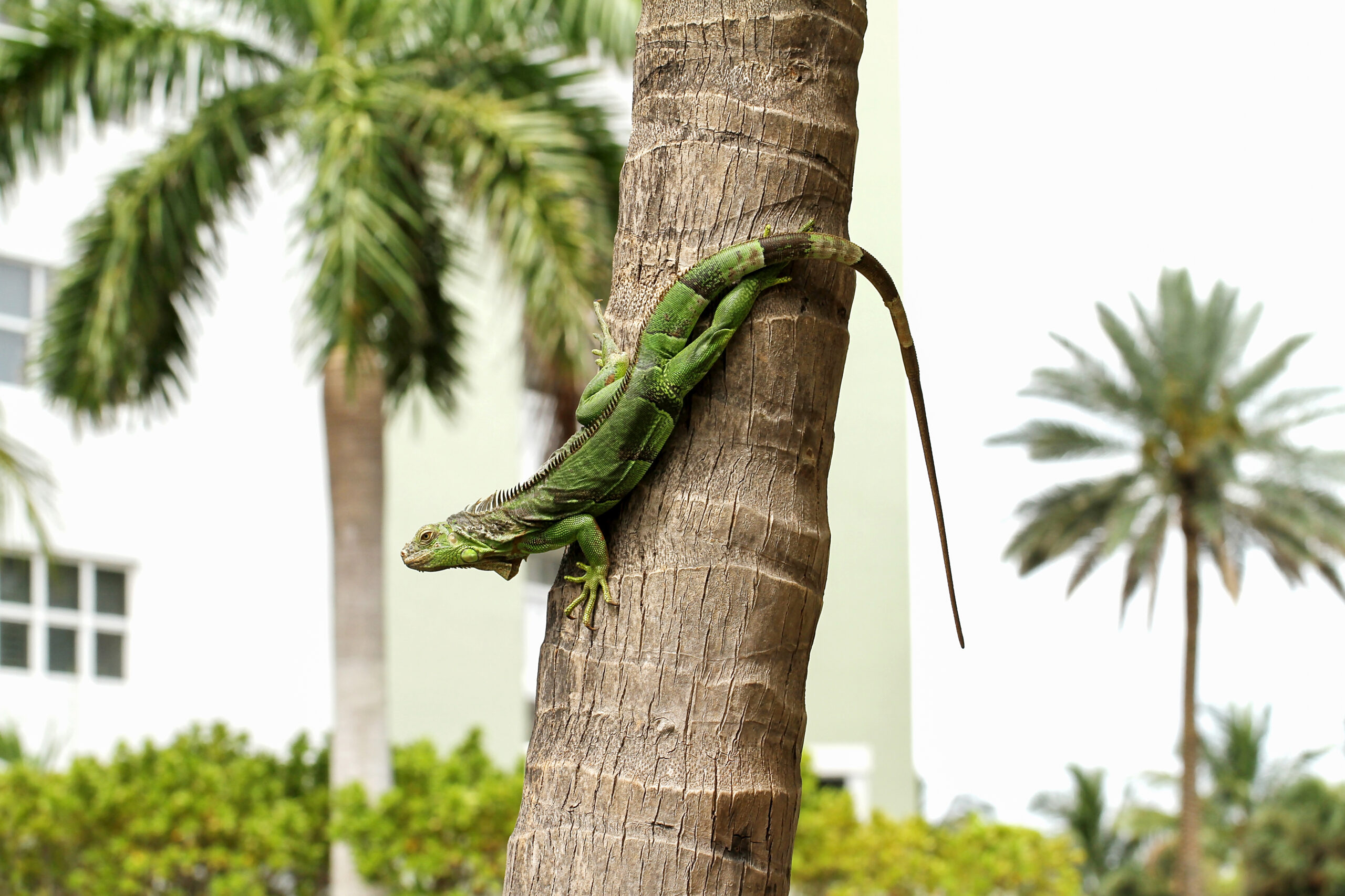 a green iguana clings to the trunk of a palm tree