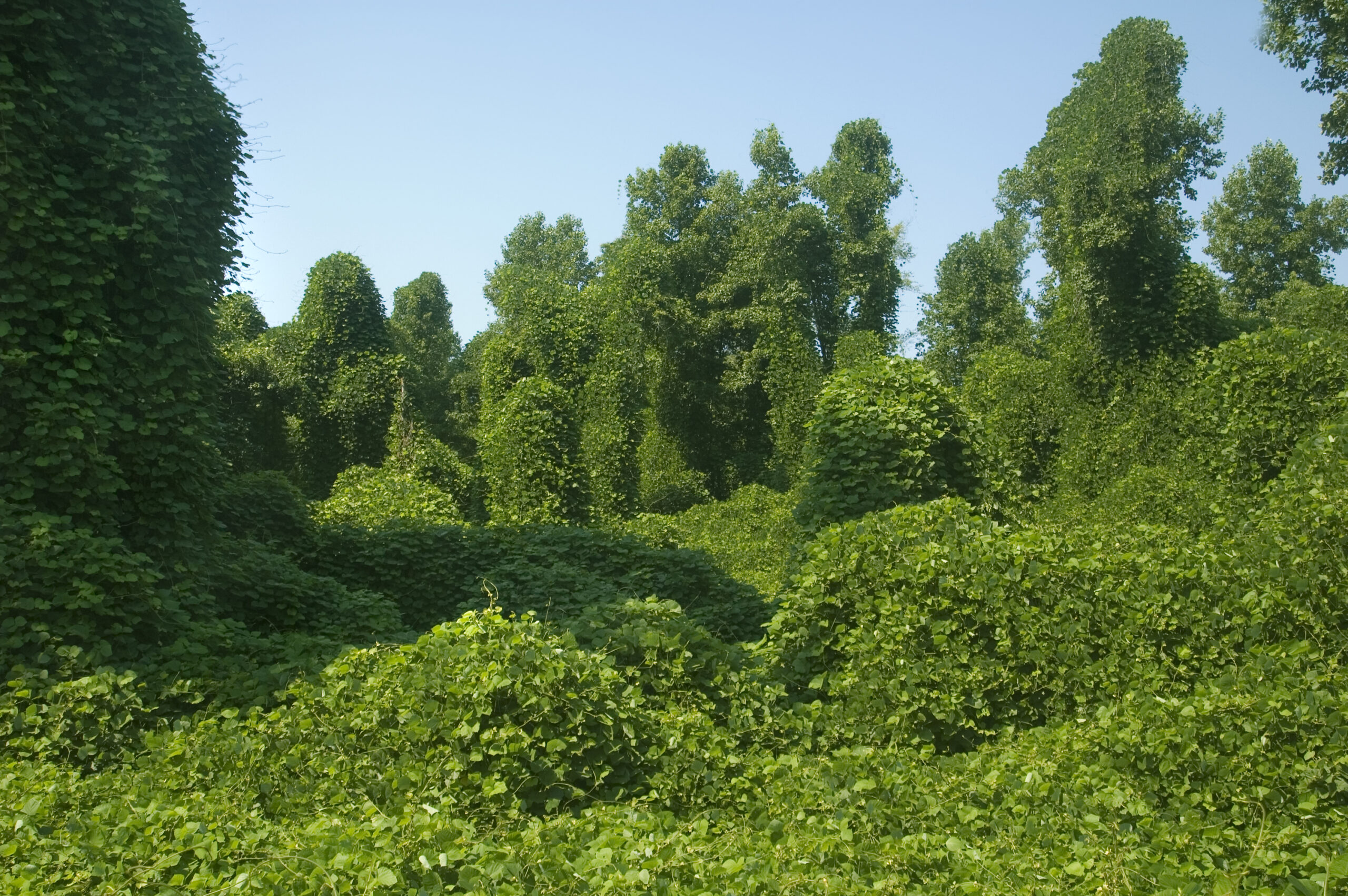 A plant called Kudzu blankets bushes, trees, and other plants in a forest