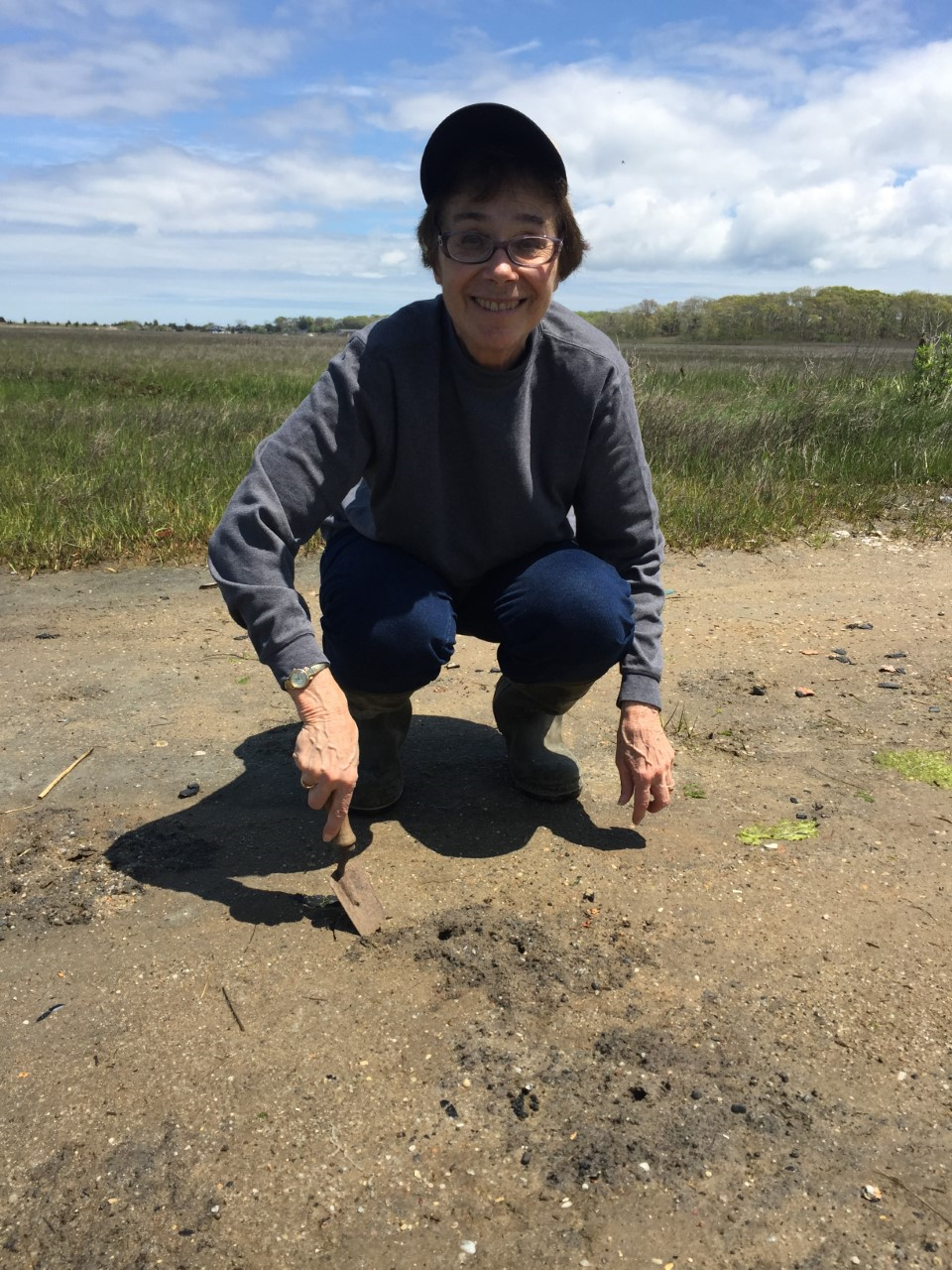 Researcher Judith Weis crouches in the sand at a coastal marsh to dig for fiddler crabs