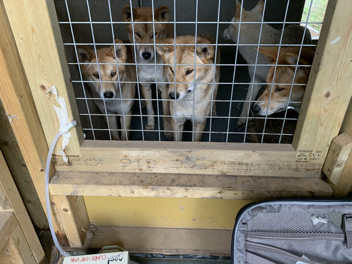 four dingoes peer through the mesh of a cage