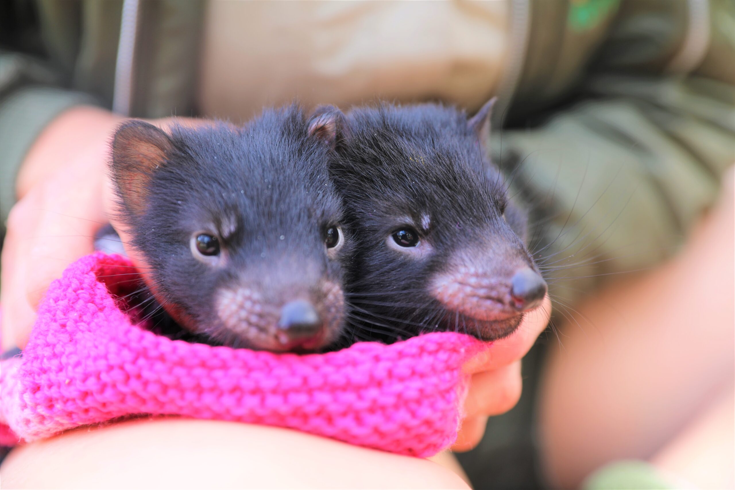 two baby tasmanian devils poke their heads out of a pink blanket held in someone's hands