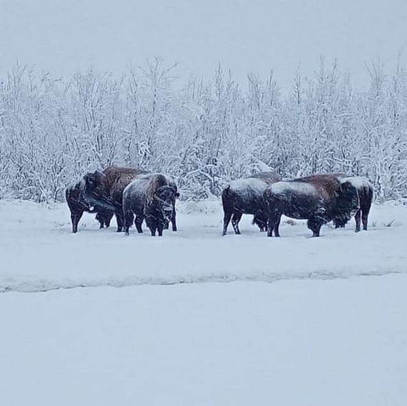 a group of snow-covered bison stand out in a snowy field
