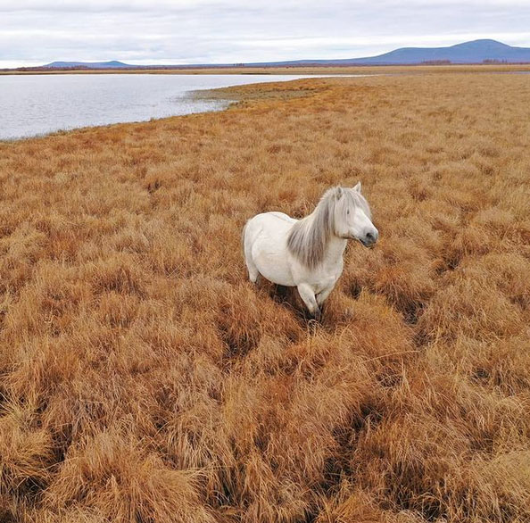 a wild white horse stands in a field of brown grasses