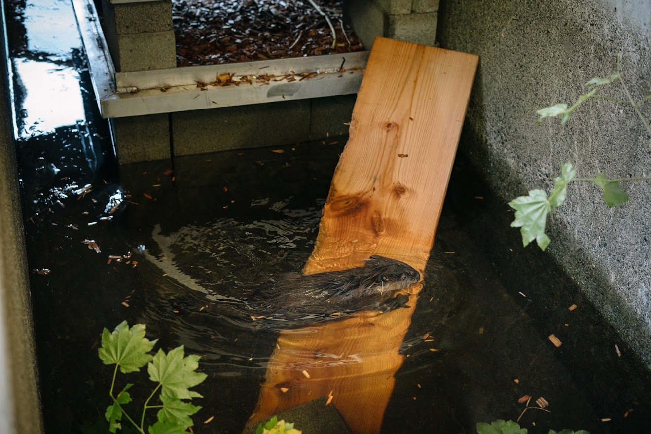 a beaver paddles around a small pool of water with a plank of wood floating in it