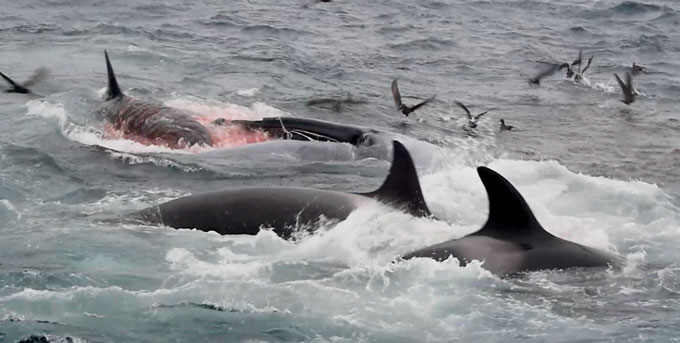 photo of orcas attacking a blue whale
