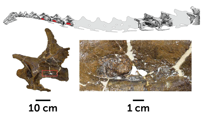 diagram showing dinosaur vertebrae and a close-up of lesions