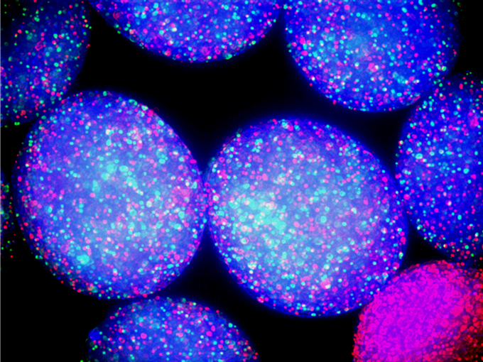 Glowing bacteria organized into round, bluish compartments, indicating that an environment with an intermediate number of compartments promotes the most microbial diversity