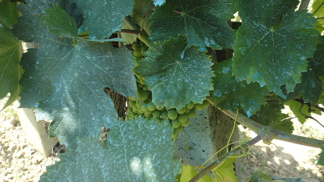 A photo of the green leaves of a grape vine. The leaves have blue speckles of fungicide. There are some green grapes visible between the leaves.