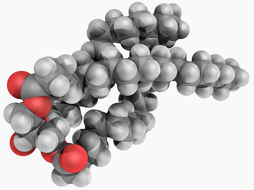 a model of a triglyceride molecule