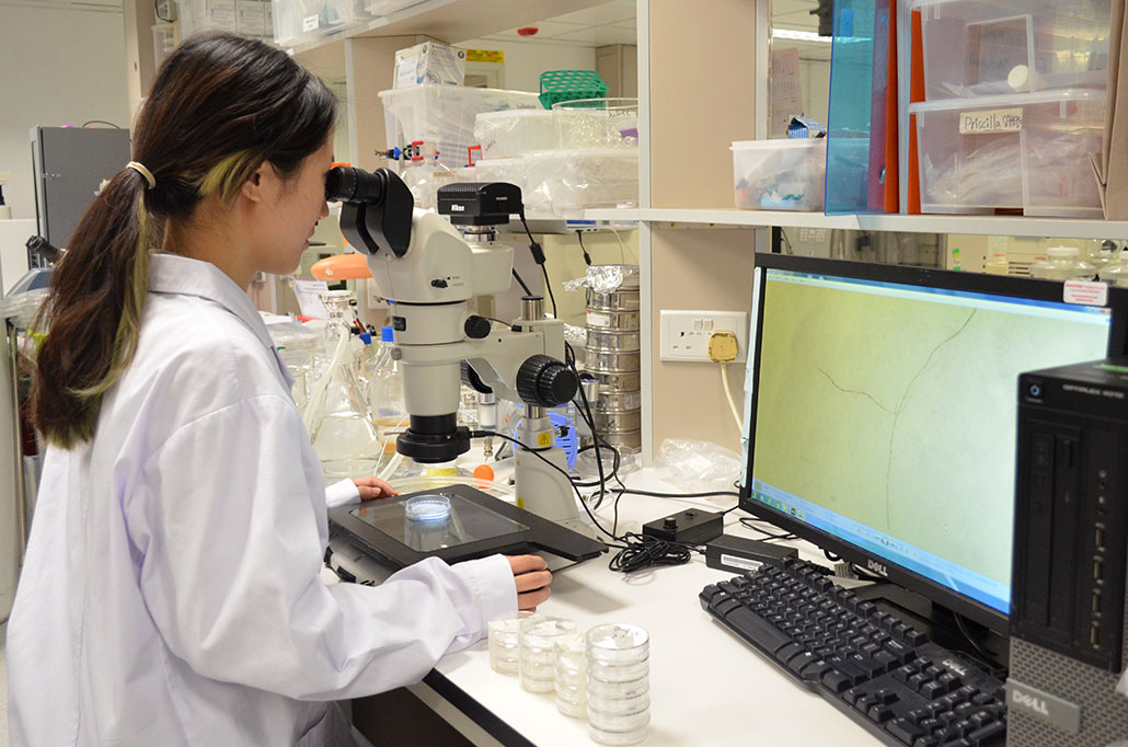 a photo fo Danyang Tao examining microfiber samples using a microscope in her lab