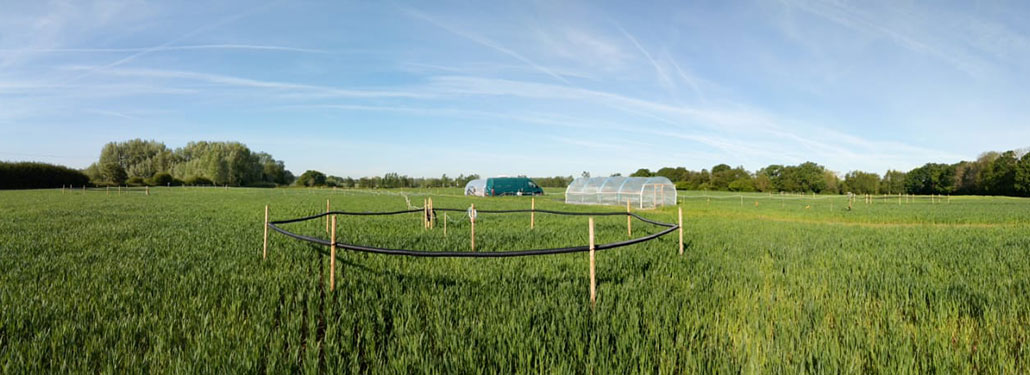 a photo of a grassy field on a sunny day. there are several sections of the field cordoned off with wooden stakes and black tubing