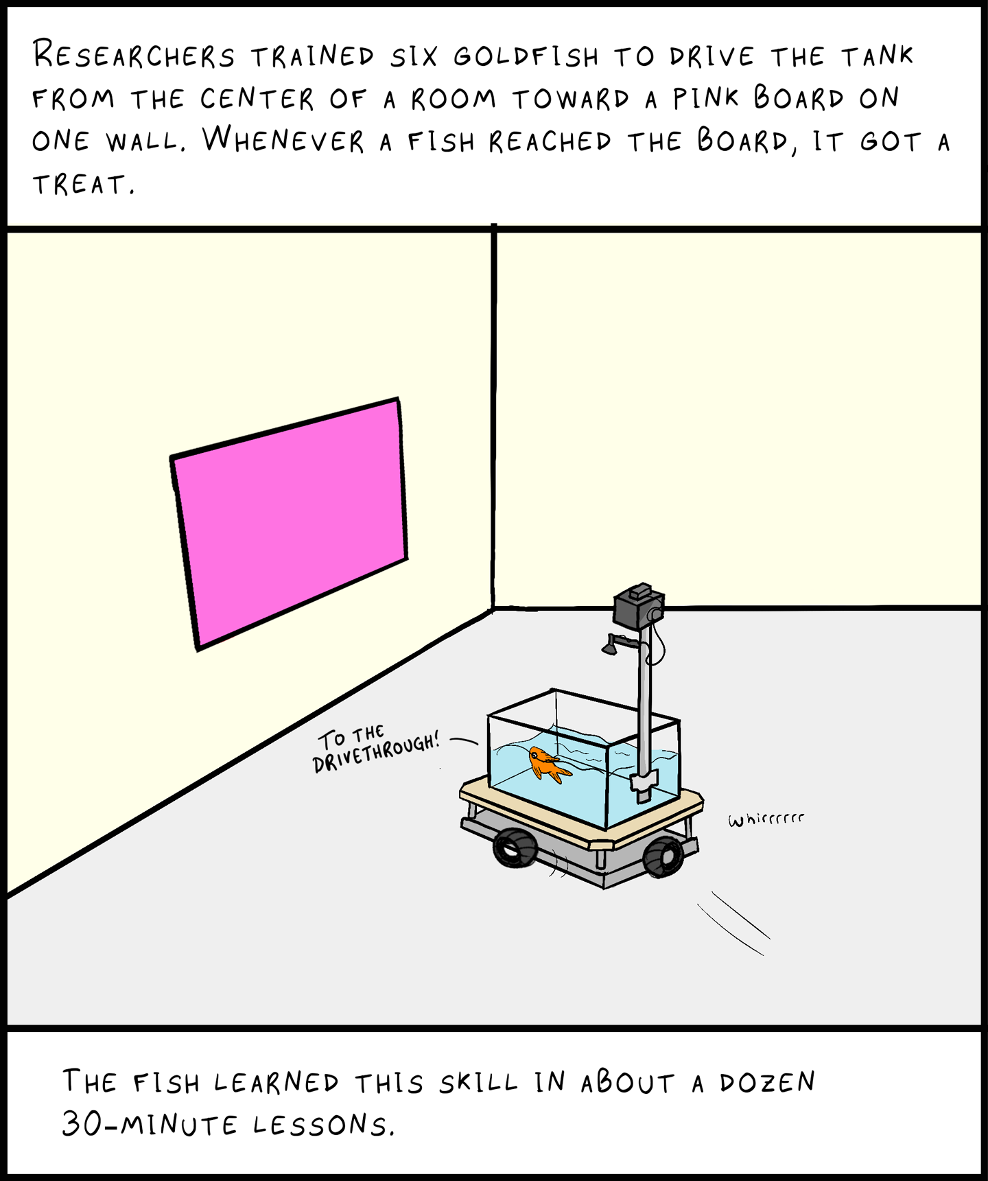 Image: A goldfish in a tank on wheels heads towards a big pink square on the wall. [Fish speech bubble: To the drive-through!]

Image text (top): Researchers trained six goldfish to drive the tank from the center of a room toward a pink board on one wall. Whenever a fish reached the board, it got a treat.

Image text (bottom): The fish learned this skill in about a dozen 30-minute lessons.