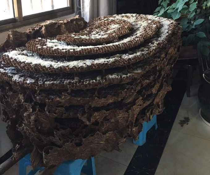 Asian giant hornet nest