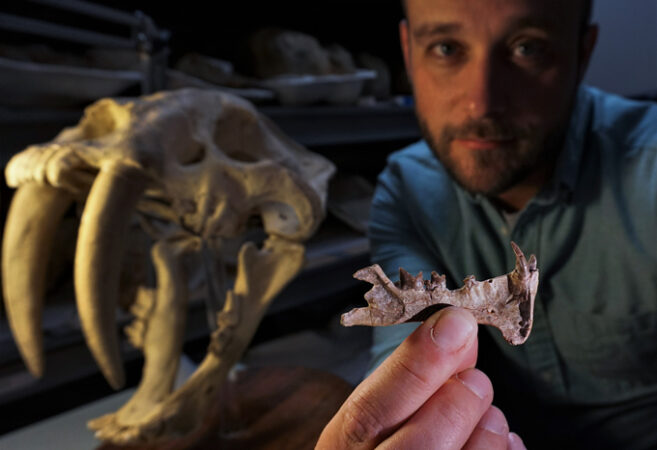 Paleontologist Ashley Poust holding a jawbone next to a Smilodon skull