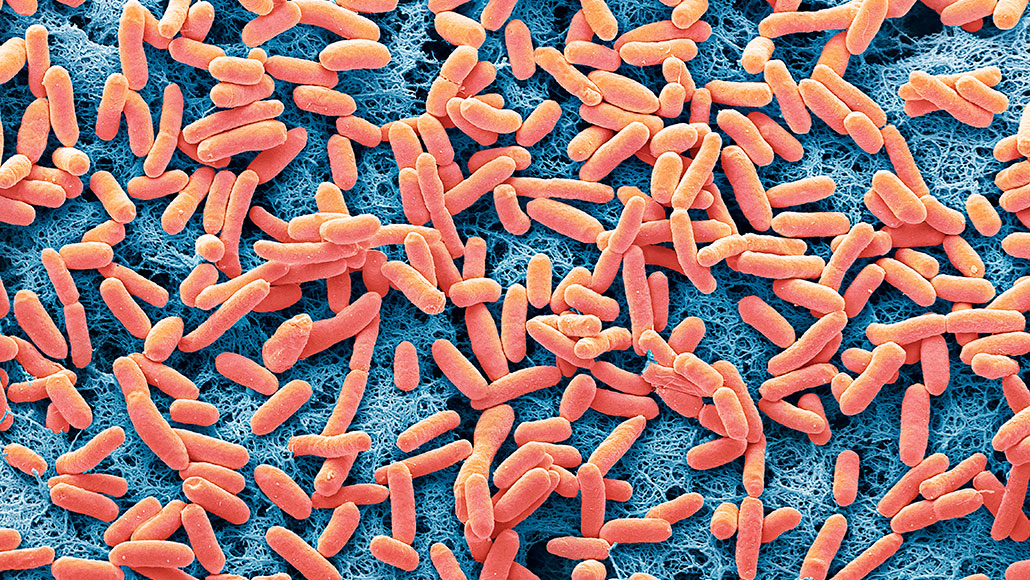 a photo of hundreds of bacteria, pink cylinders with rounded ends, as seen through a scanning electron microscope