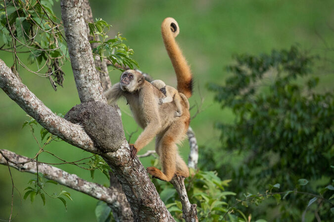 a photo of a female northern muriquis monkey climbing a tree with a baby on her back