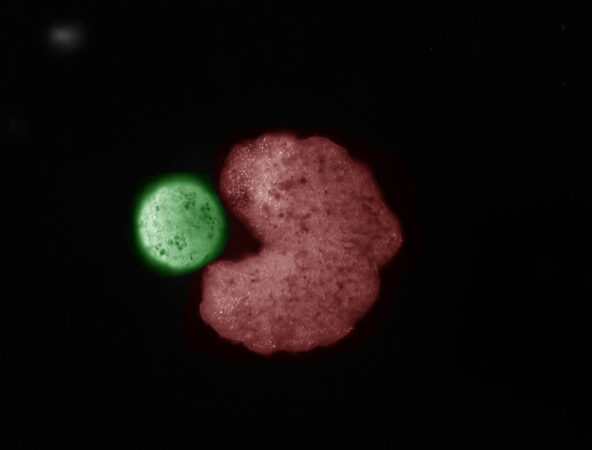 a green blob next to a red blob shaped like a heart or a pacman facing left, against a black baground