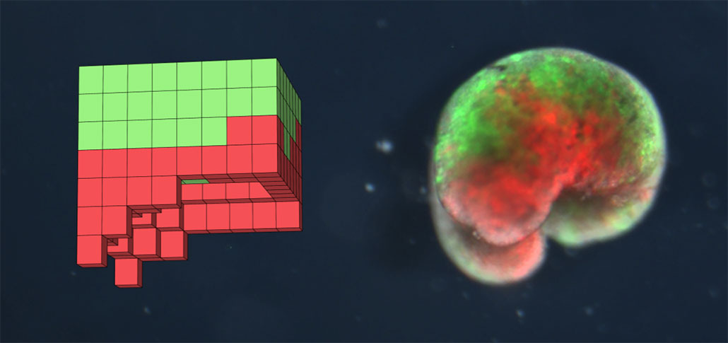 a composit image showing a computer graphic image of a robot made of red and green cubes on the left and an actual robot built from living cells on the right. The living robot somewhat resembles a kidney bean with the curved face red and the outer curve green.