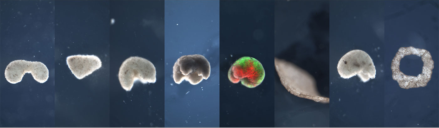 a composite image showing different exobot blobs, including the green and red frog blob described earlier. The xenobots are against a dark blue background.