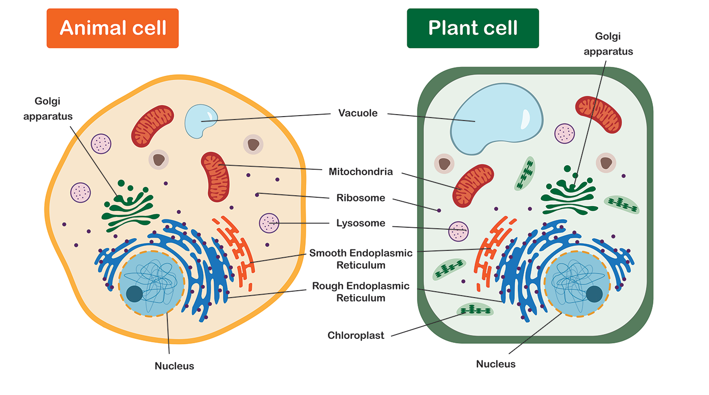 an image showing a diagram of a plant cell and an animal, along with labels pointing to cellular structures