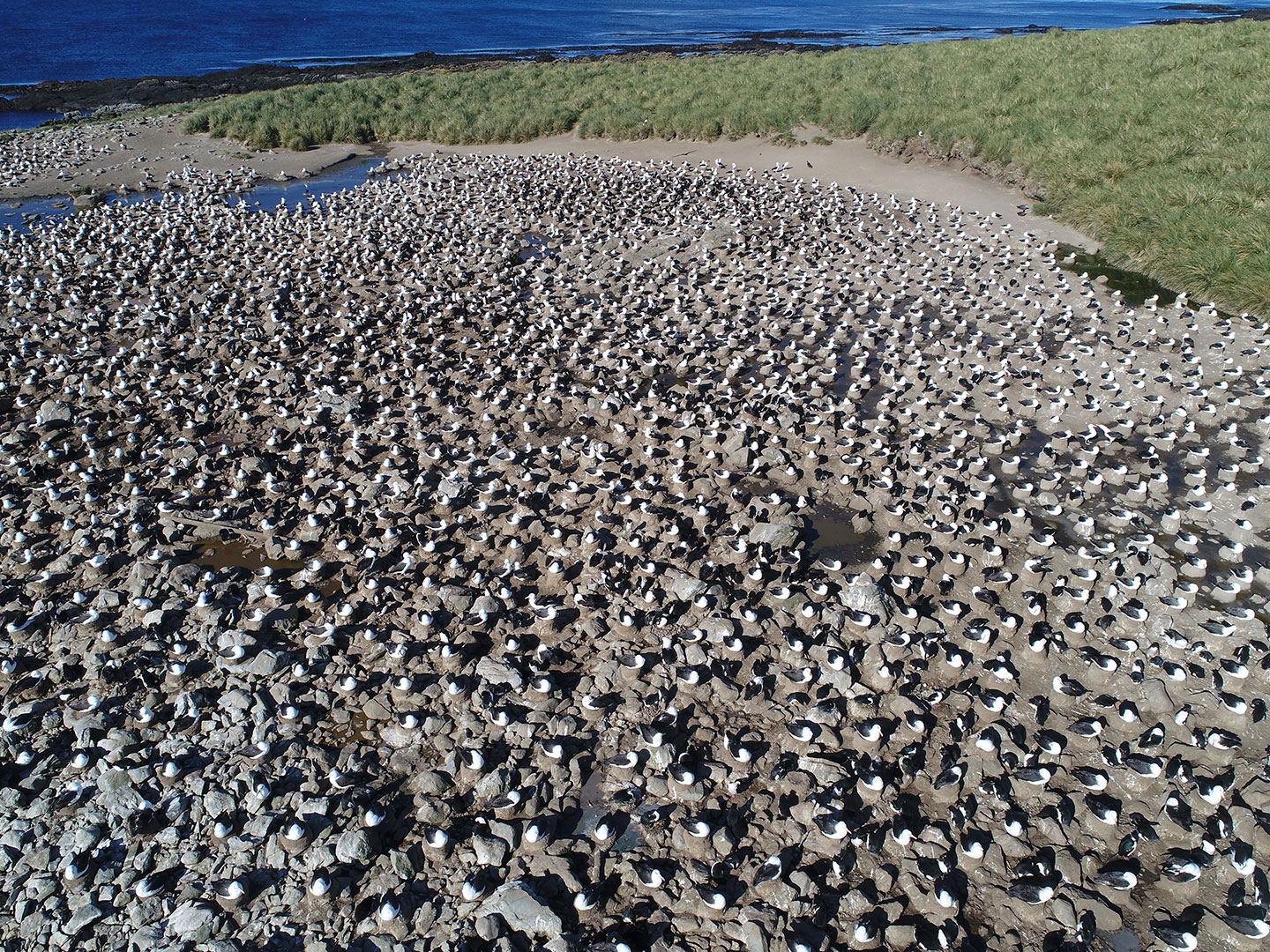 an aerial image showing huge flocks of albatrosses and penguins nesting on rocks next to the ocean