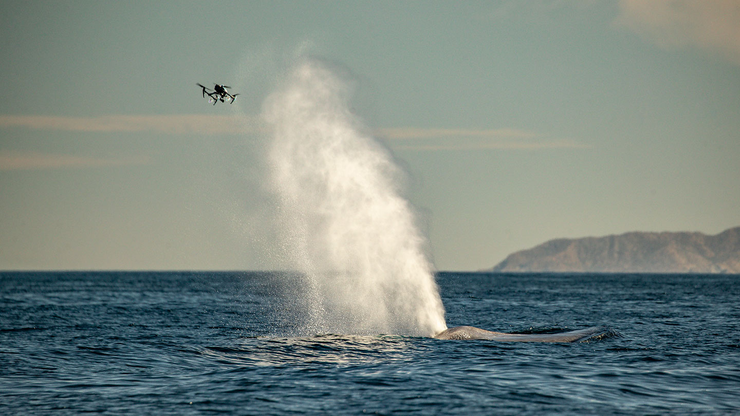 a photo of a drone flying towards a whale's blow