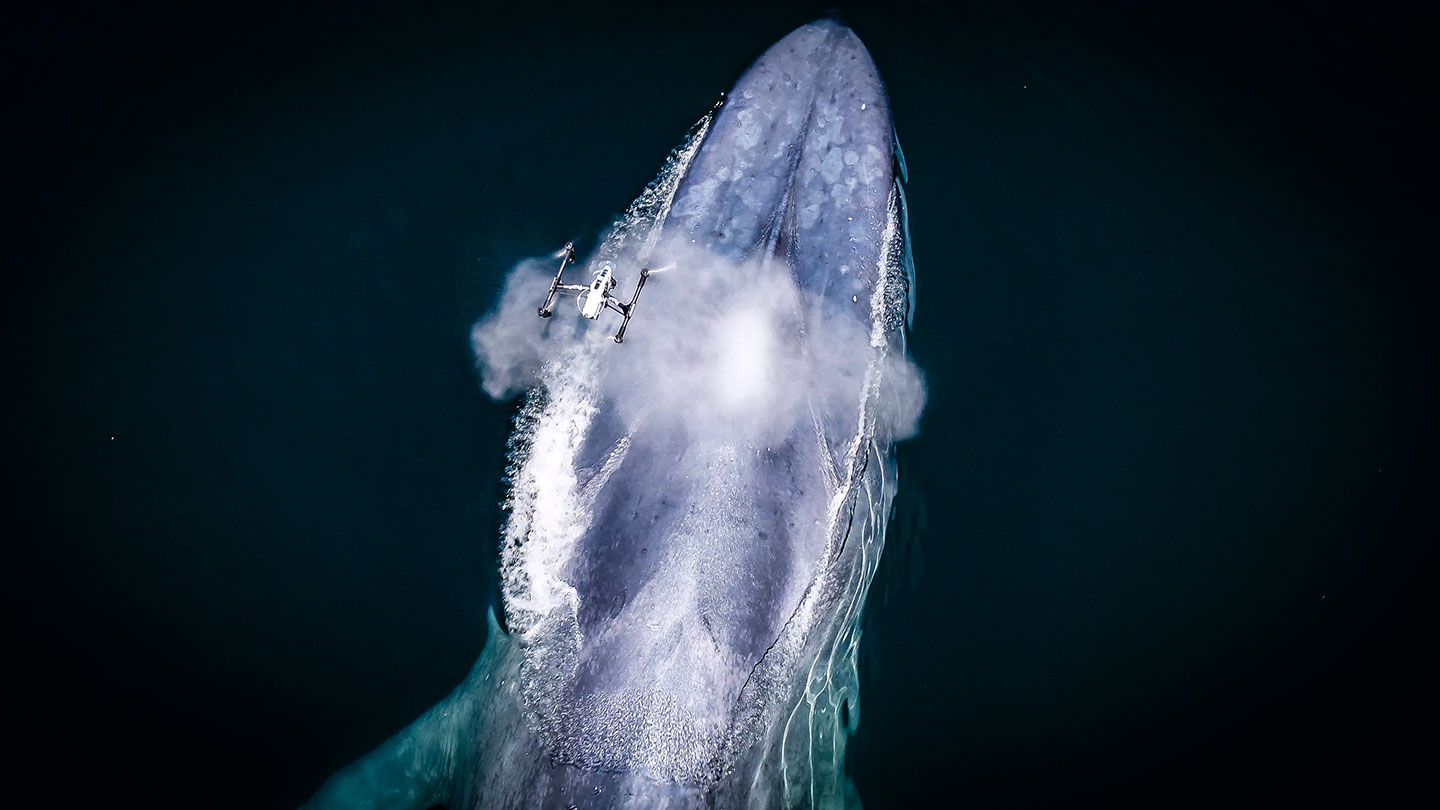 a photo of a drone flying towards a whale's blow