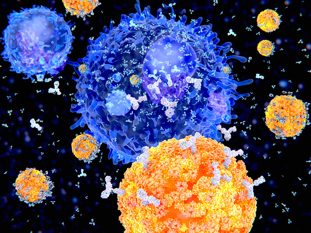 a computer illustration showing B cells (orange spheres) releasing white Y-shaped antibodies that are attaching to a large blue virus (a spiky sphere)