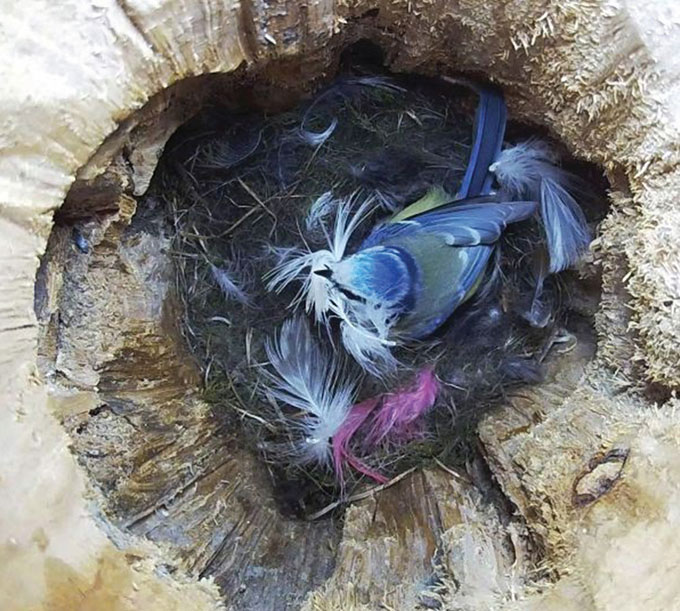 a photo taken looking down into the nest of a blue tit bird, there are several large feathers strewn about