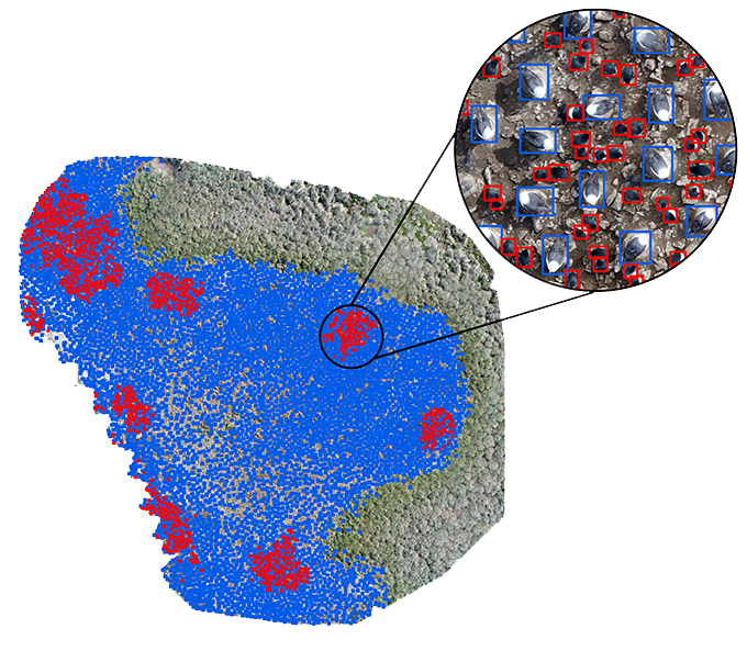 A cluster of red dots on a blue background is blown up to show that it is actually hundreds of rectangles drawn around nesting birds, as seen from the air. n computer graphic example showing how an AI model was trained to recognize rockhopper penguins and black-browed albatross. 