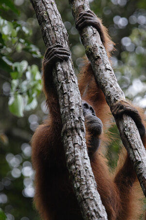 a photo of an orangutan climbing up branches