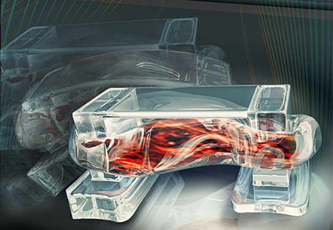 A clear backbone of 3-D printed hydrogel, strong enough to give the bio-bot structure but flexible enough to bend like a joint. Two posts serve to anchor a strip of muscle to the backbone, like tendons attach muscle to bone, but the posts also act as feet for the bio-bot.