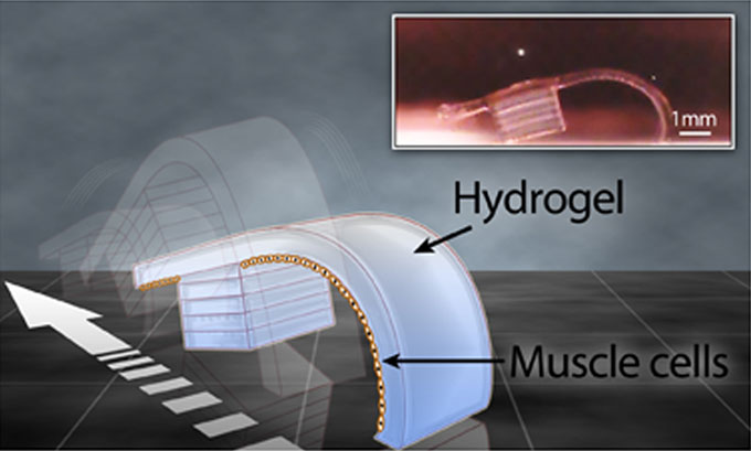 a rectangular strip of hydrogel with a rectangular "foot" on the underside