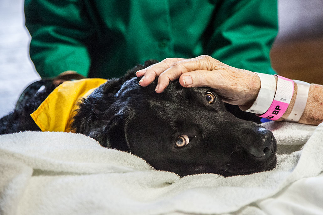 a photo of a black dog with short hair resting it's head on a patient's legs (not pictured, under a blanket). A wrinkled hand with several hospital bracelets rests on the dog's head.