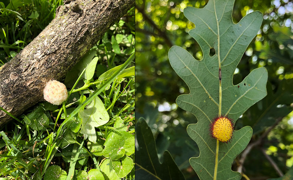 a composite of two photos, on the left an oak gall on a branch, on the right an oak gall on the underside of a leaf. The left gall looks fluffier and more yellow. The right gall has spiky red tufts.