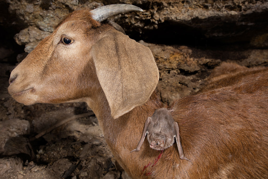 a vampire bat on a goat