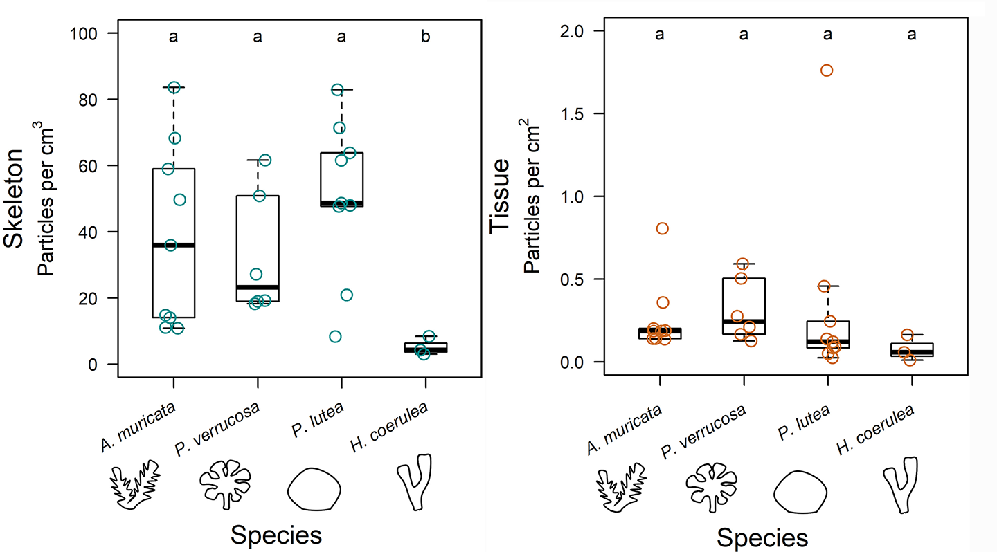 two graphs showing how much microplastics were stored in the skeletons of four different corals