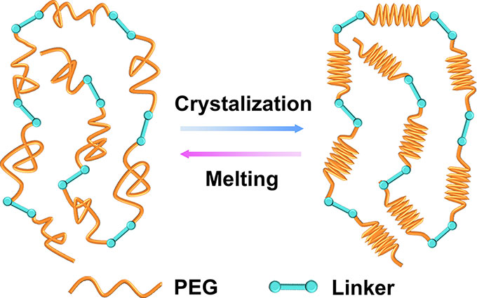 a diagram of the polymer PEG and how it changes from crystalline to non-crystalline forms
