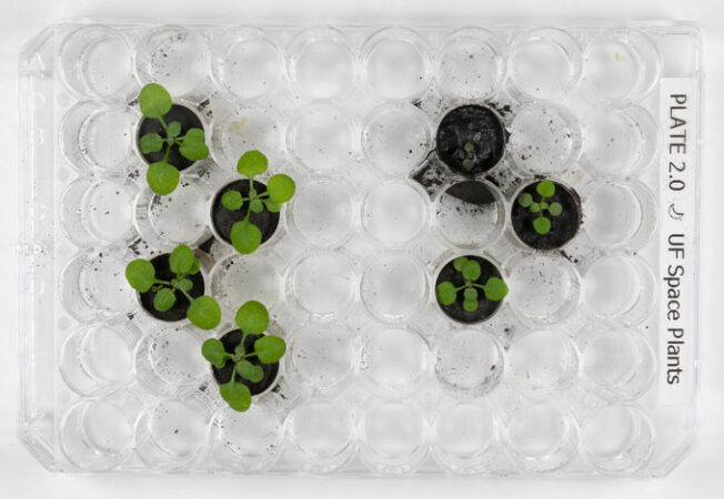 an overhead shot of thale cress plants growing in vials potted with moon dirt