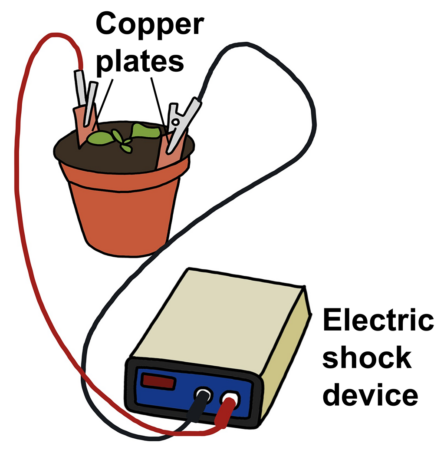 an illustration showing how an electric shock device was connected to copper plates in a tobacco plant pot