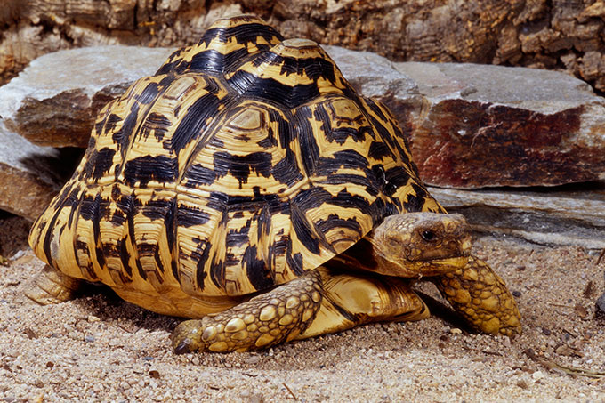 a photo of a leopard tortoise