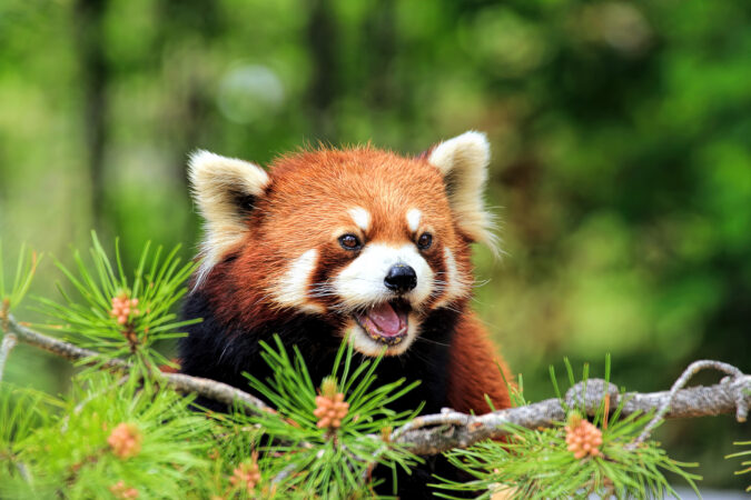 a red panda pokes its head out from behind a pinetree branch