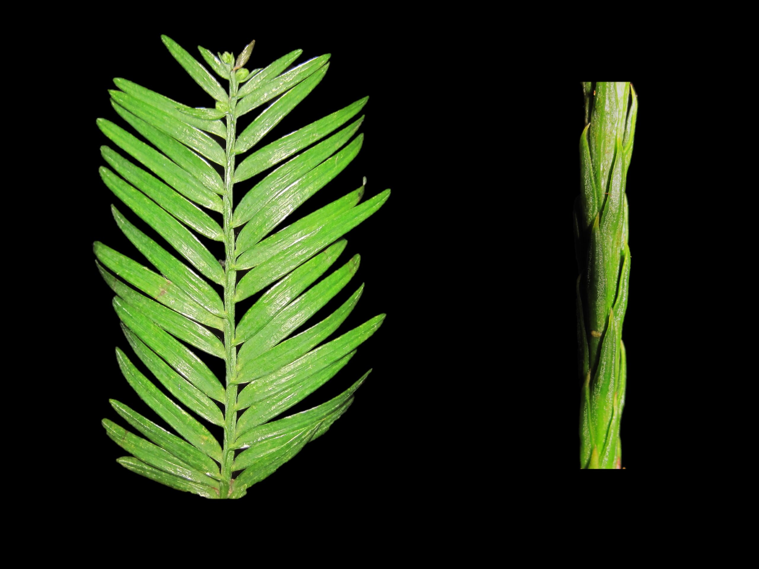 two leaves side by side on a black background