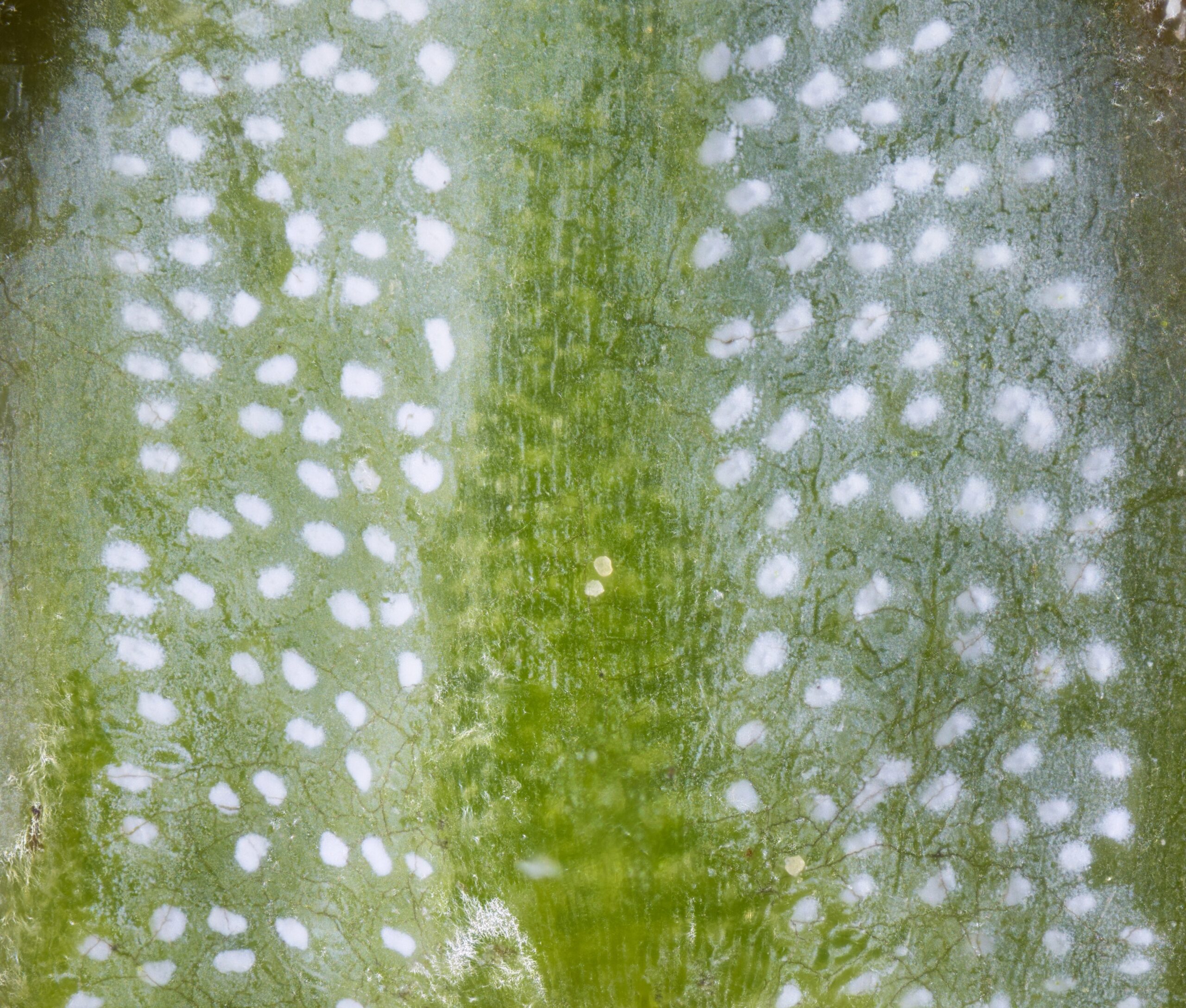 a close up view of a leaf shows white spots dotting it