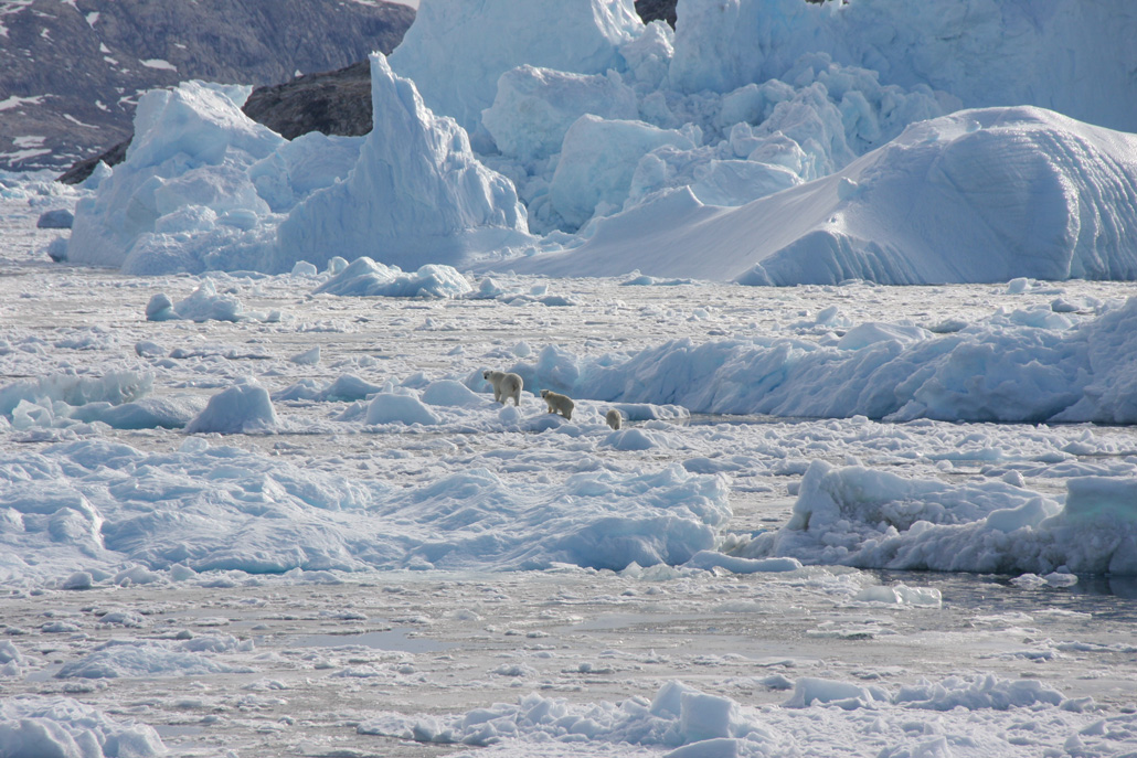 A polar bear mother and two cubs, all in the distance, move across glacial mélange