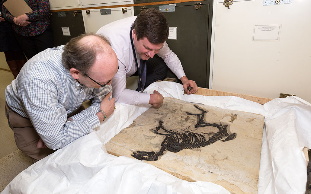 Two men leaning over a table to imspect a horse fossil in a slab of rock